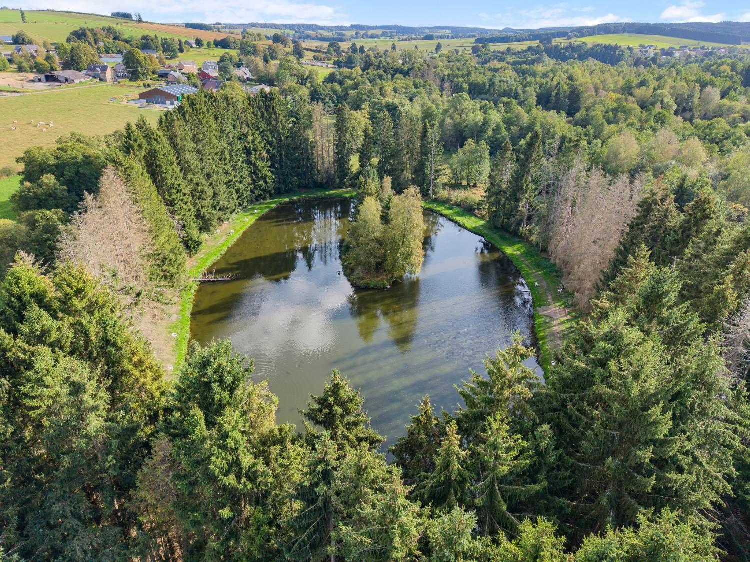 Étang entouré de sapins près de la maison